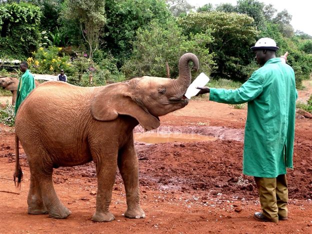 Nairobi National Park, Elephant Orphanage and Giraffe Center Day Trip