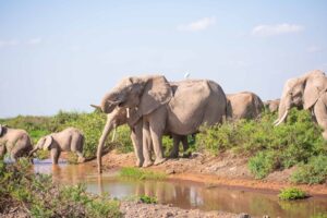 Amboseli National Park Day Trip