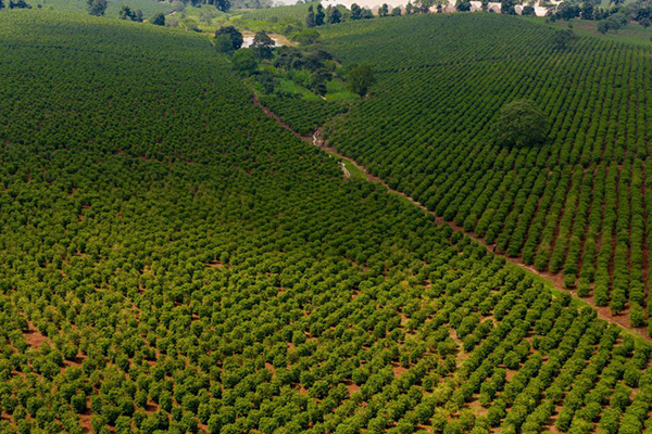 Karunguru Tea Farm Tour