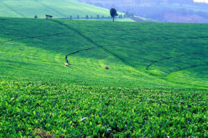 Kiambethu Tea Farm Day Tour