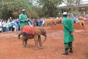 Giraffe Center, David Sheldrick Wildlife Trust, and Bomas of Kenya Tour